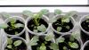 Посадка Виолы (Анютиных глазок) семенами на рассаду: когда и как сажать, выращивание и уход в домашних условиях