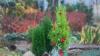 Lawson cypress elwoodi ดูแลที่บ้าน ปลูกจากเมล็ด การปลูกและการดูแลรักษา
