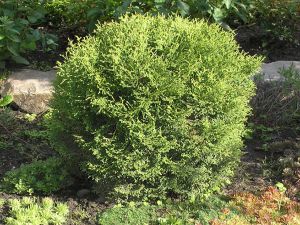 Можжевельник виргинский скайрокет. Колючая туя. Тедди кустарник хвойный. Колючая туя. Можжевельник виргинский глаука.